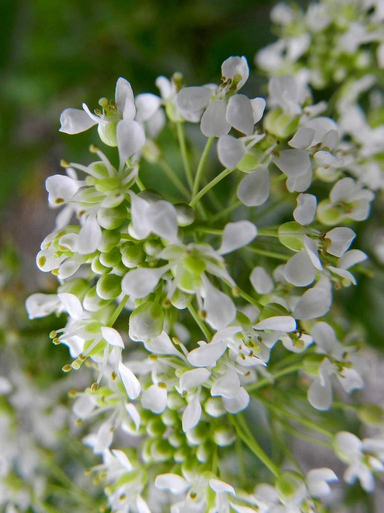 Lepidium draba ( =Cardaria draba) / Cocola, lattona